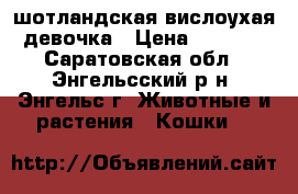 шотландская вислоухая девочка › Цена ­ 2 700 - Саратовская обл., Энгельсский р-н, Энгельс г. Животные и растения » Кошки   